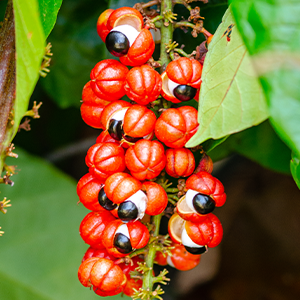 fruit guarana natural energy