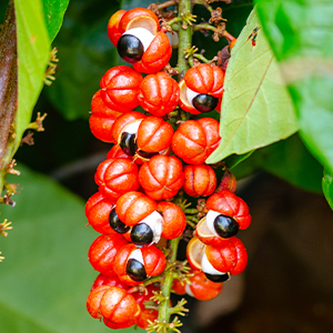 Guarana and its history