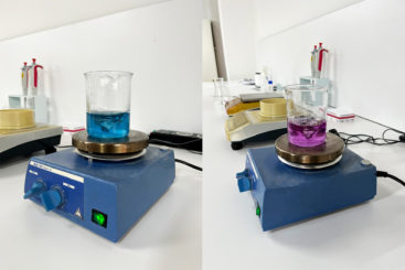 Butterfly Pea powder extract diluted in water in two colors: blue and purple