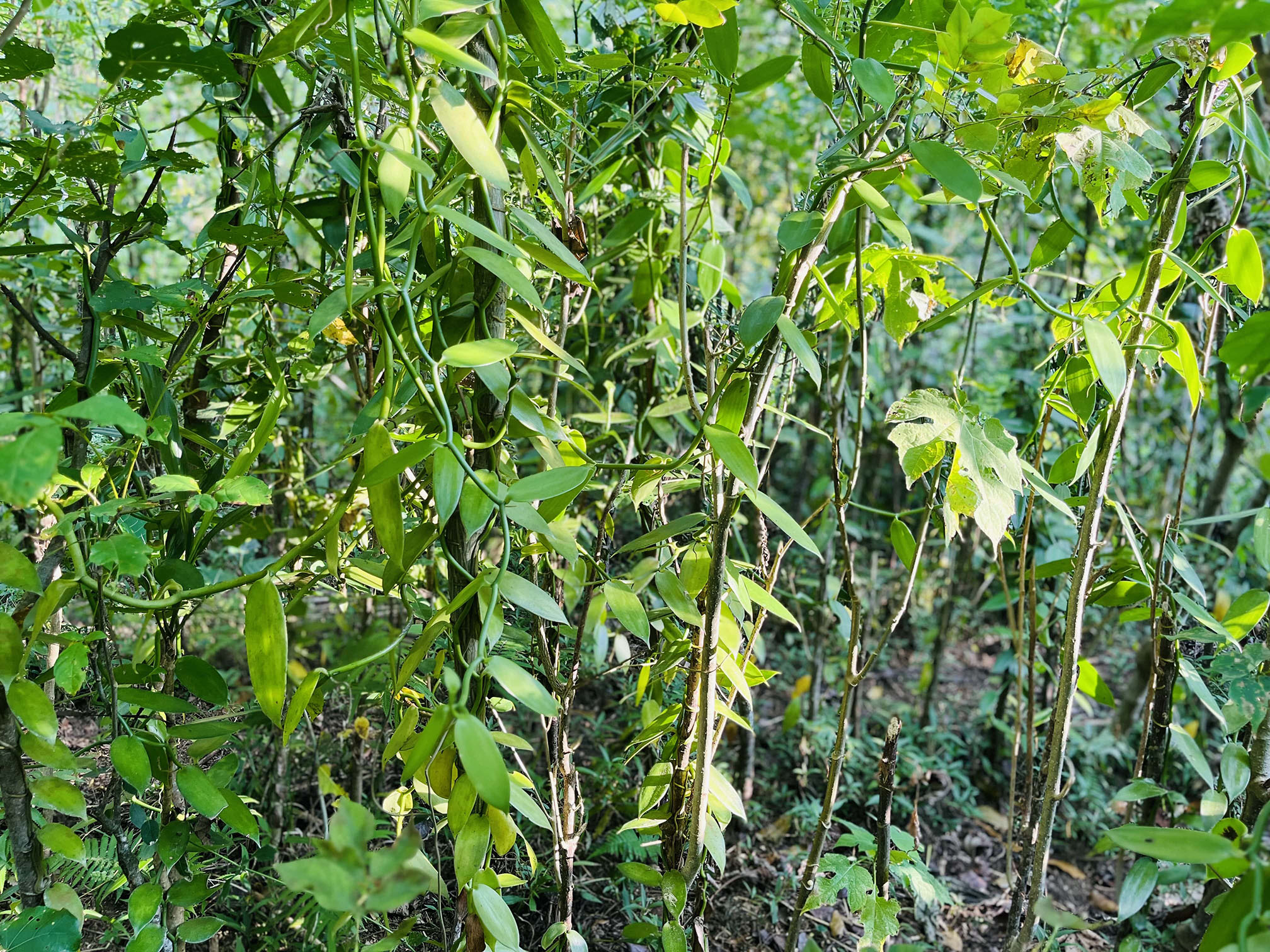 Vanilla in wild cultivation