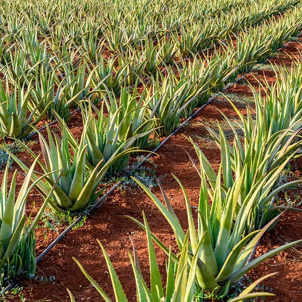 ALOE vera