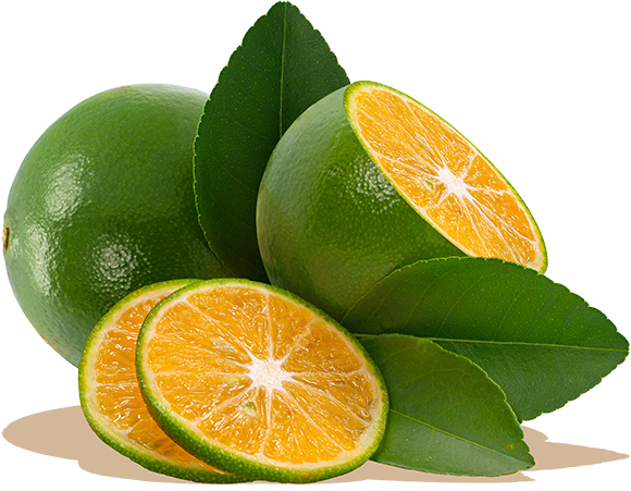 What Are Calamansi Limes? | atelier-yuwa.ciao.jp