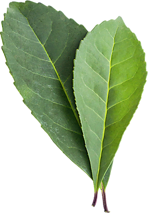 Yerba Mate Extract  Ilex Paraguariensis Supplement