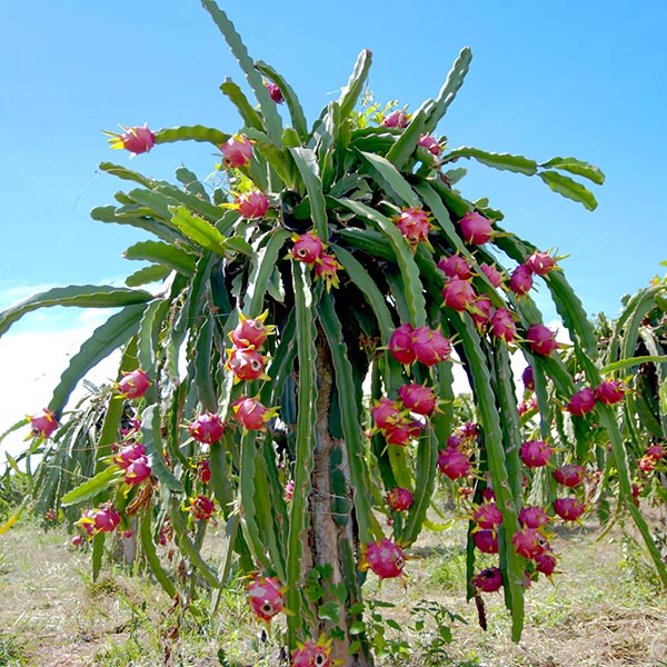 Sweet Dragon Fruit Giant Red Dragon