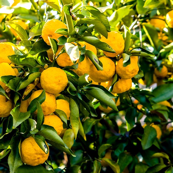 Yuzu Citrus Tree