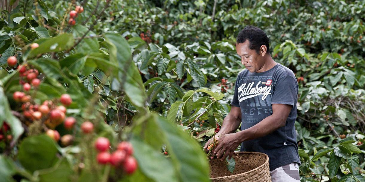 guarana farm worker