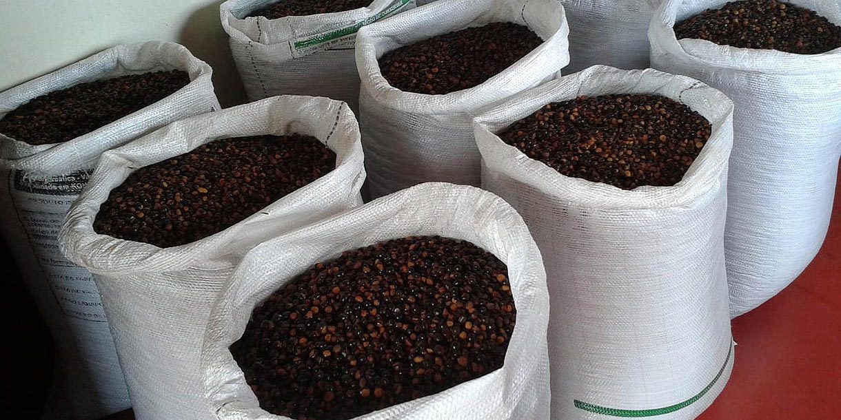 bags of guarana seeds