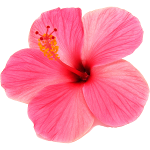 hibiscus