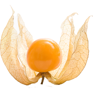 physalis